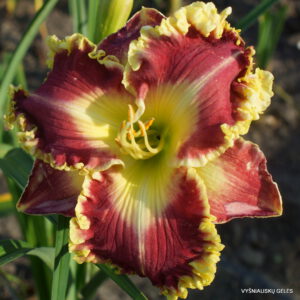 viendienė 'Harold Steen'