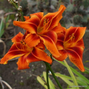 viendienė Walter‘s Tango (2)