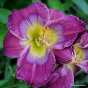 viendienės 'Prince of Purple'