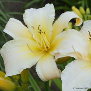 viendienės 'Tuxedo Junction' (2)