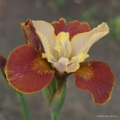 vilkdalgis Drink Your Tea (2)