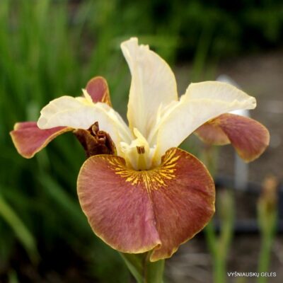 vilkdalgis Drink Your Tea