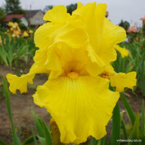 vilkdalgis 'It's Magic'