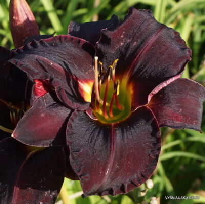 ‘Ashwood Dark Side’ (2)