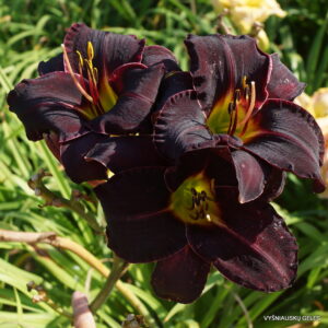 ‘Ashwood Dark Side’