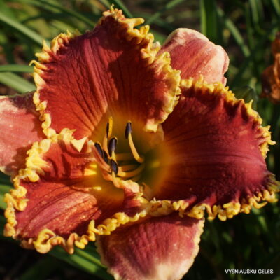 ‘Cast Your Crown’ (2)