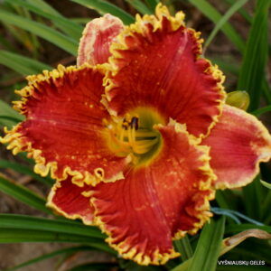 ‘Cast Your Crown’