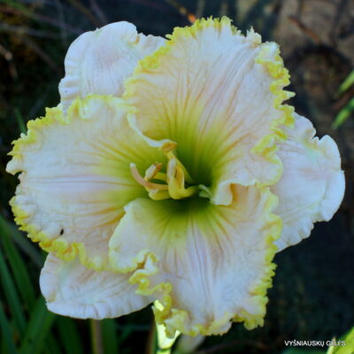 ‘Irish Halo’ (2)