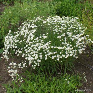 Aster ptarmicoides 'Mago'