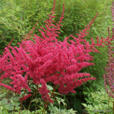 Astilbe ‘Alive and Kicking'