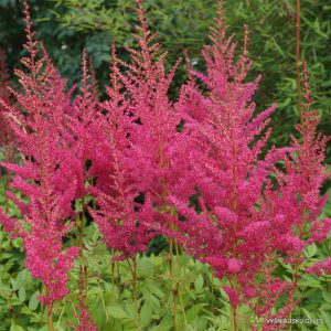 Astilbe ‘Granat’
