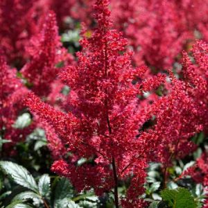 Astilbe ‘Montgomery'