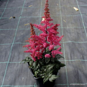 Astilbe ‘Moulin Rouge‘ Astilbe ‘Moulin Rouge‘