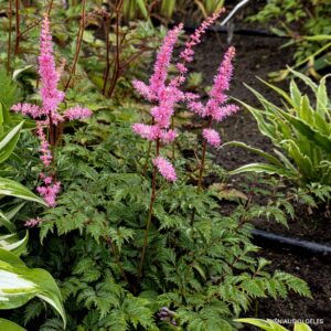 Astilbe ‘Perkeo‘ (2)