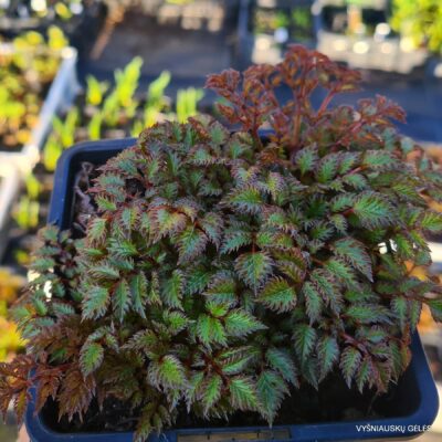 Astilbe ‘Perkeo‘