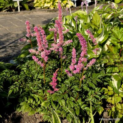 Astilbe ‘Perkeo‘