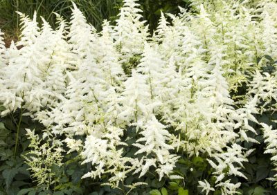 Astilbe ‘Vision in White'