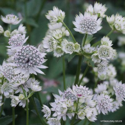 Astrantia major ‘Million Stars’