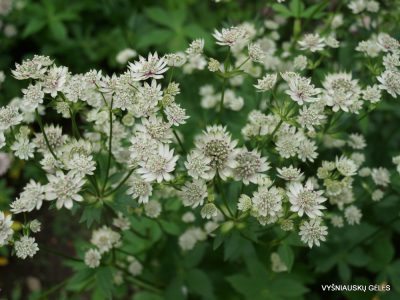 Astrantia major ‘Million Stars’