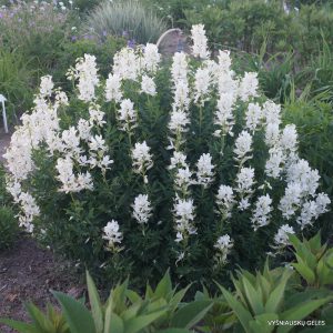 Baltasis diktonas ‘Albiflorus’