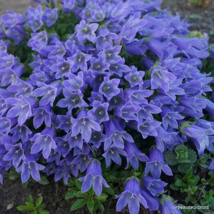 Campanula chamissonis