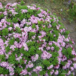 Daphne cneorum ‘Eximia‘