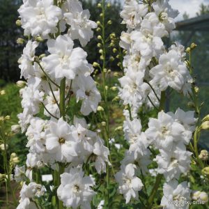 Delphinium ‘Double Innocence'