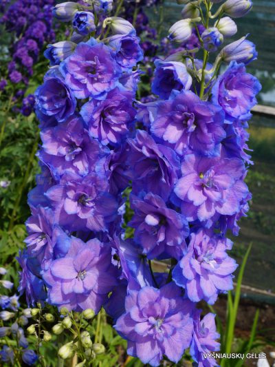 Delphinium ‘Wishful Thinking' (2)