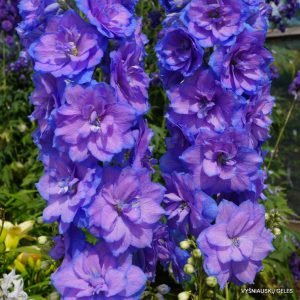 Delphinium ‘Wishful Thinking'