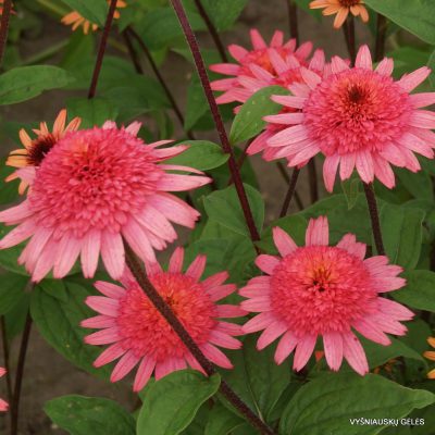Echinacea ‘Raspberry Truffle‘
