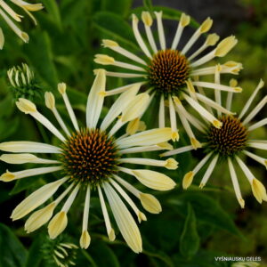 Echinacea ‘Sunrise’
