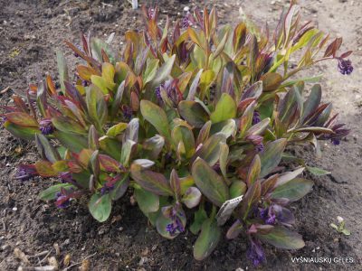 Mertensia virginiana