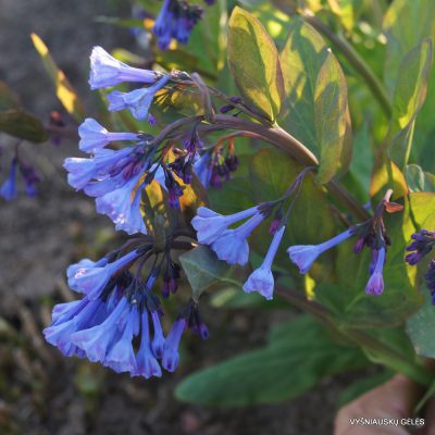 Mertensia virginiana