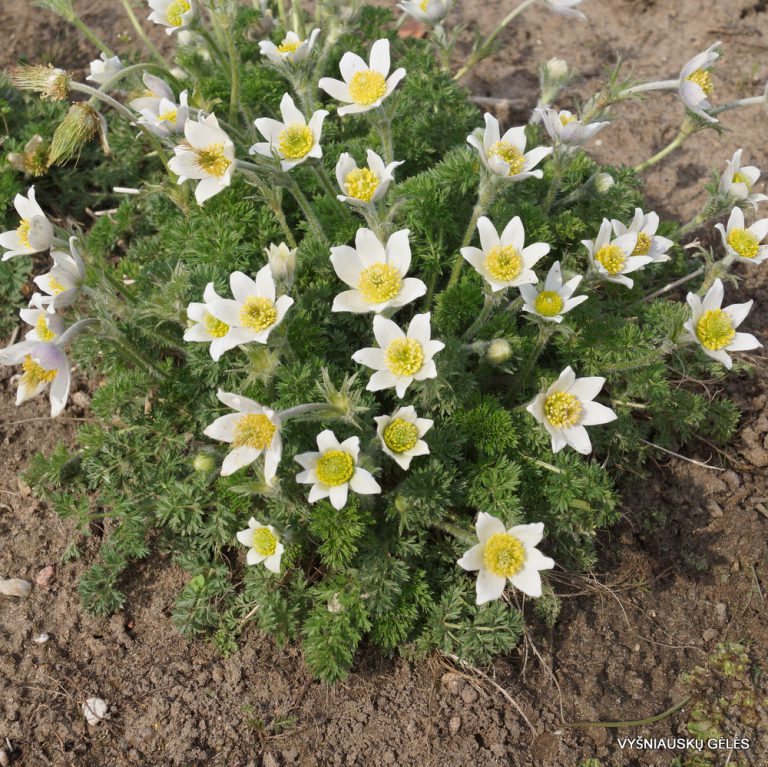 Pulsatilla Bungeana - Vyšniauskų Gėlės