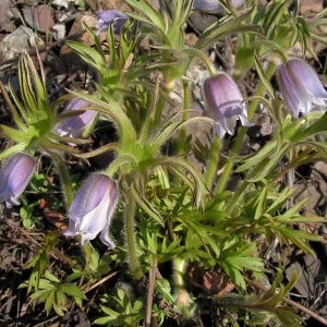 Pulsatilla dahurica