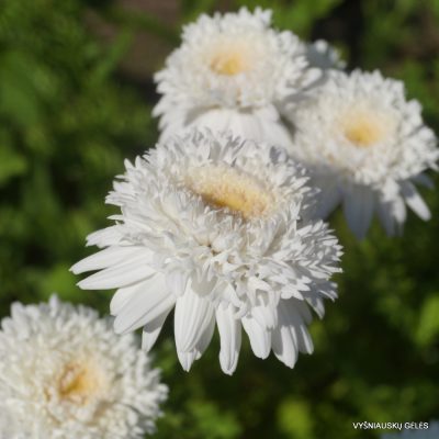 Pyrethrum coccineum ‘Mont Blanc‘ (2)
