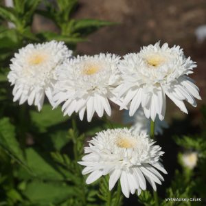 Pyrethrum coccineum ‘Mont Blanc‘