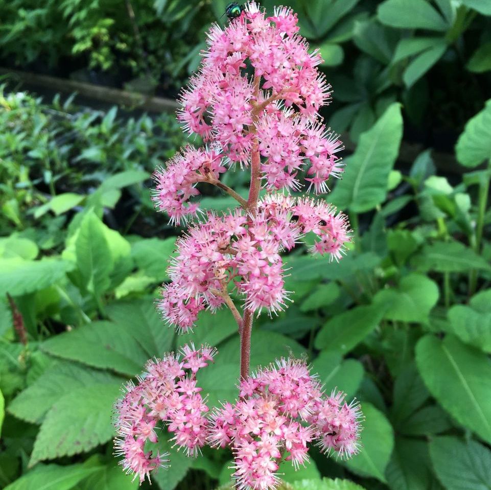 Роджерсия. Роджерсия перистая. Роджерсия перистая/Rodgersia pinnata. Роджерсия Dark Pokers. Роджерсия перистая (Rodgersia pinnata) Dark Pokers.