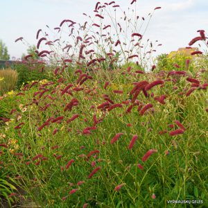 Sanguisorba tenuifolia 'Scapino'