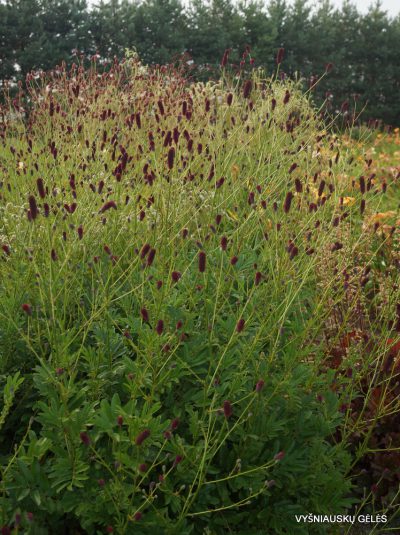 Sanguisorba tenuifolia 'Splinter' (2)