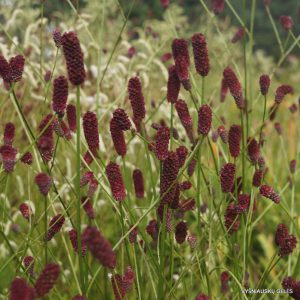 Sanguisorba tenuifolia 'Splinter'