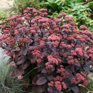 Sedum ‘Xenox'