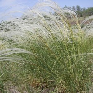 Stipa zalesskii
