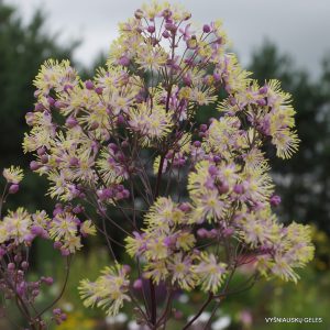 Thalictrum 'Elin'
