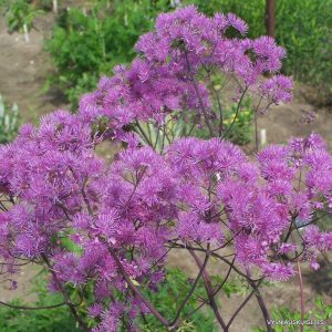 Thalictrum aquilegifolium 'Black Stockings'
