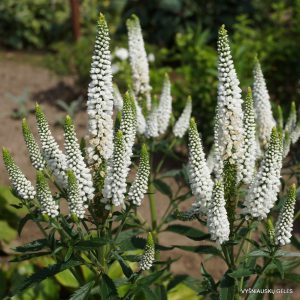 Veronica 'First Lady’