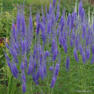 Veronica 'Hermannshof' (4)