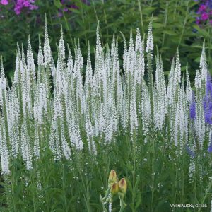 Veronica ‘Inspiration‘