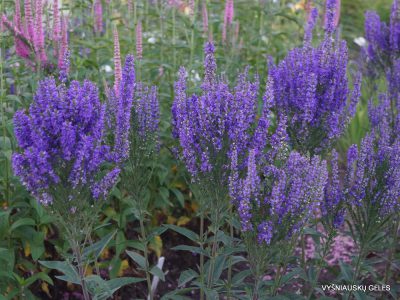 Veronica ‘Plumosa Blue Plume‘ (3)