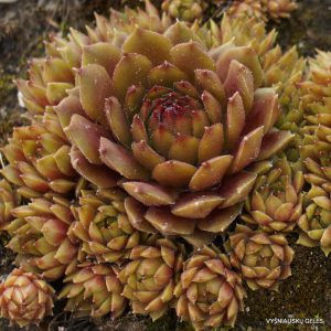 ‘Little Miss Sunshine'